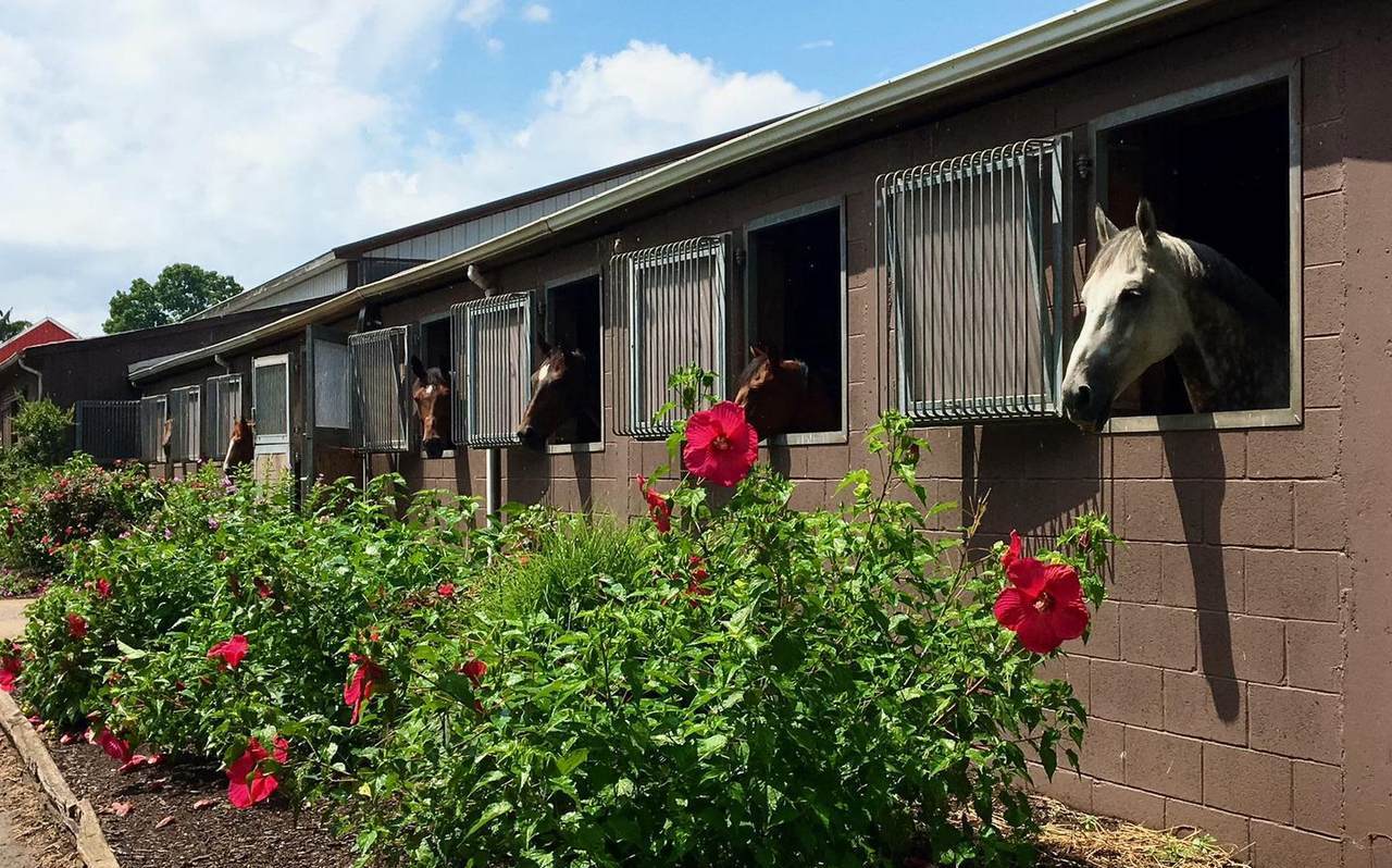 Equestrian - reference image, not a live listing link
